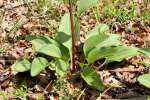 Prairie Plantain / Groovestem Indian Plaintain