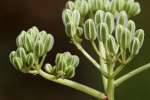 Prairie Plantain / Groovestem Indian Plaintain