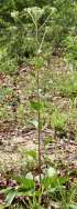 Prairie Plantain / Groovestem Indian Plaintain