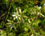 Sticky Chickweed