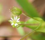 Chickweed