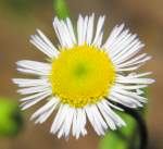 Fleabane