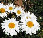 Oxeye Daisy