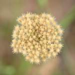 Queen Anne's Lace / Wild Carrot