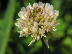 White clover