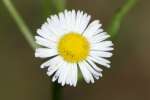 Fleabane