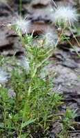 Annual Trampweed