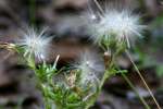 Annual Trampweed 