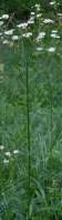 Plains Fleabane
