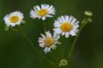 Philadelphia Fleabane