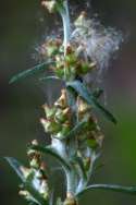 Purple Cudweed