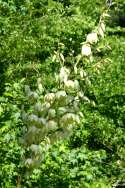 Louisiana Yucca