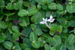 Partridgeberry