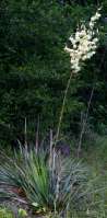 Louisiana Yucca