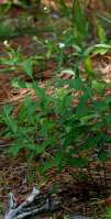 Flowering Spurge