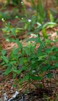 Flowering Spurge