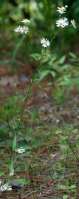 Plains Fleabane