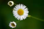 Fleabane