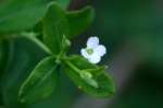 Flowering Spurge