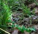 Flowering Spurge