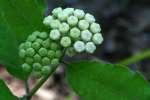 White Milkweed