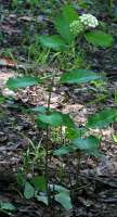 White Milkweed