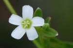 Flowering Spurge