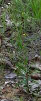 Flowering Spurge