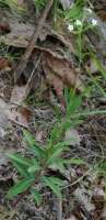 Flowering Spurge