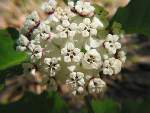 White Milkweed