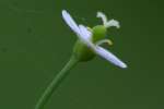 Flowering Spurge