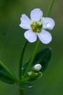 Flowering Spurge