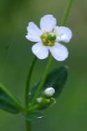 Flowering Spurge