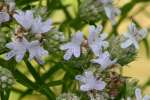 Narrow-leaved Mountain-mint