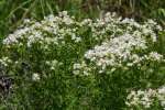 Narrow-leaved Mountain-mint