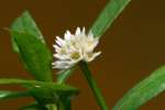 Alligatorweed / Alternanthera philoxeroides