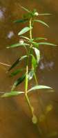 Alligatorweed / Alternanthera philoxeroides