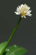 Alligatorweed / Alternanthera philoxeroides