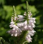 Obedient Plant / False Dragonhead