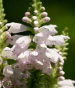 Obedient Plant / False Dragonhead