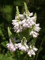 Obedient Plant / False Dragonhead