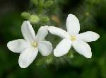 Texas Bullnettle