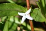 Virginia Buttonweed