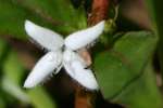 Virginia Buttonweed