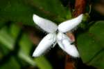 Virginia Buttonweed