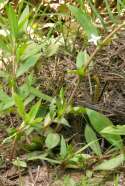 Virginia Buttonweed