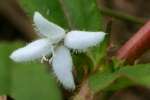 Virginia Buttonweed