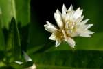 Alligatorweed / Alternanthera philoxeroides