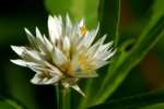 Alligatorweed / Alternanthera philoxeroides