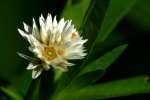 Alligatorweed / Alternanthera philoxeroides